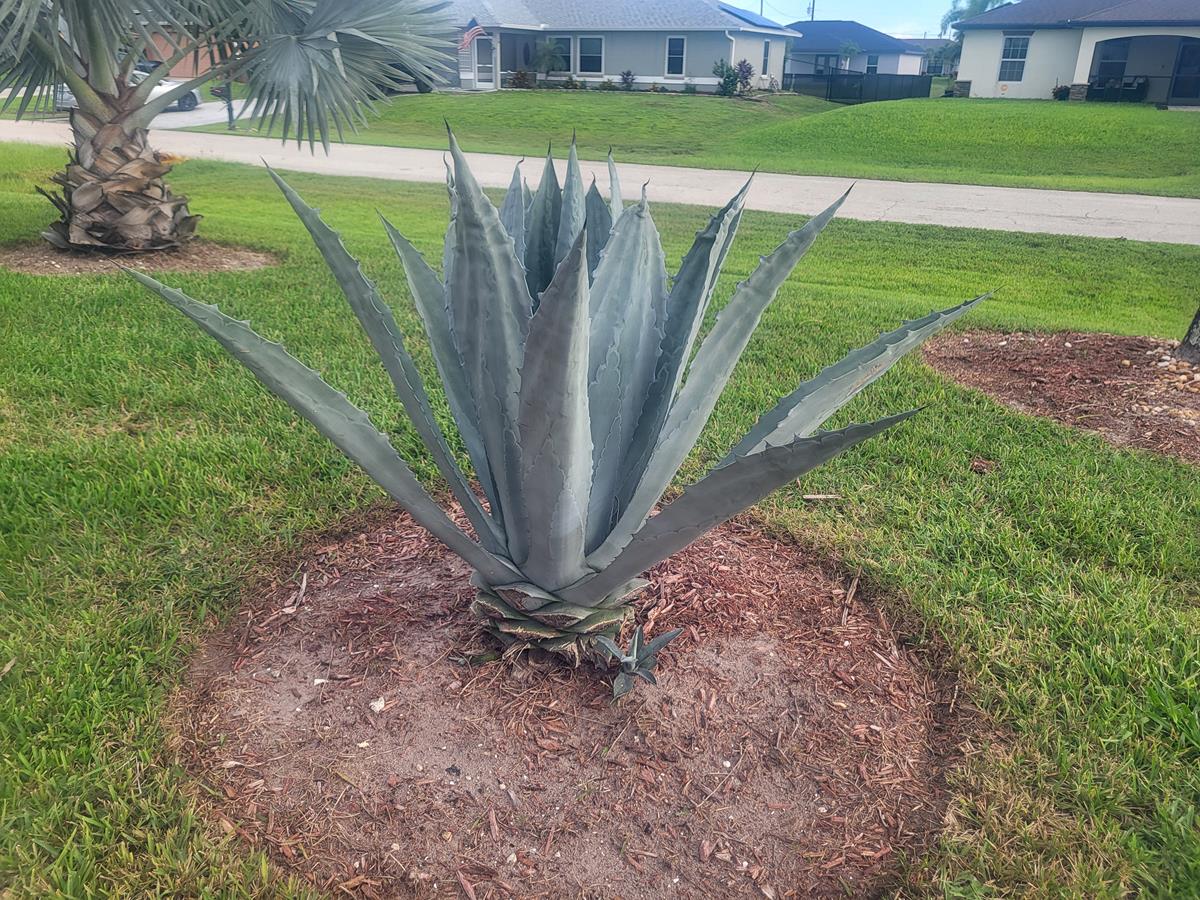 Citrus trees Cape Coral