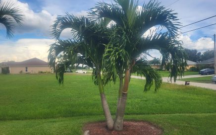 Native plants Florida