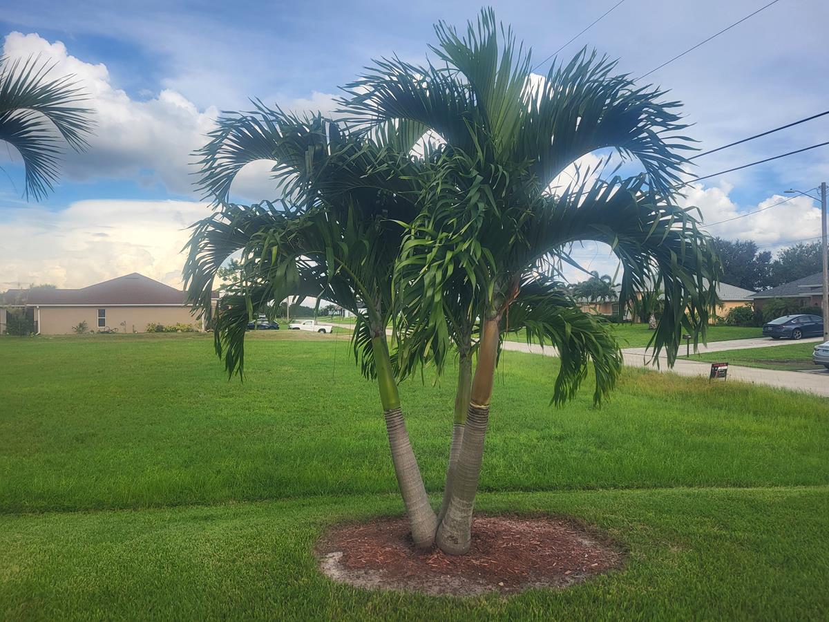 Native plants Florida