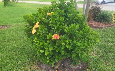 Collier County gardening