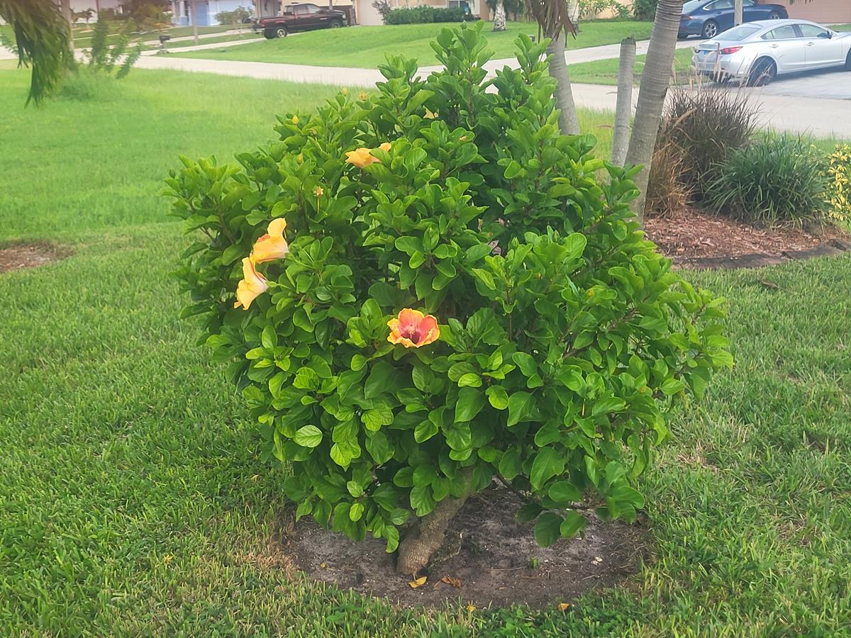 Collier County gardening