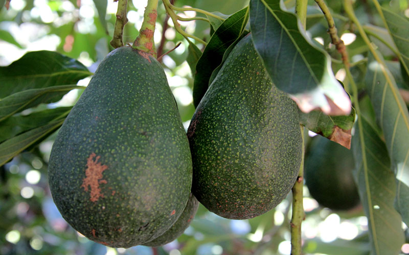 Avocado Fruit Tree B&C Fruit Trees and Landscape, LLC