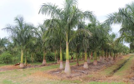Commercial landscaping